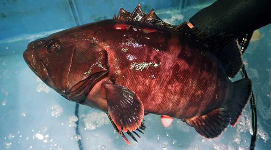 海鮮鍋セットの魚