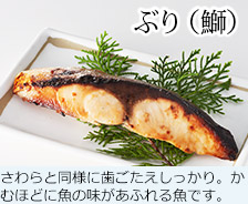 ぶり(鰤) さわらと同様に歯ごたえしっかり。かむほどに魚の味があふれる魚です。