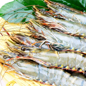 ブラックタイガーエビ