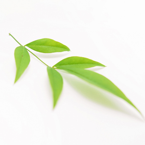 あしらい(料理の飾り)