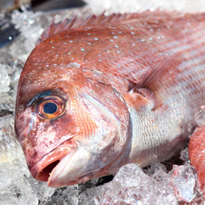 鮮魚・冷凍魚